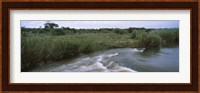 River flowing through a forest, Sabie River, Kruger National Park, South Africa Fine Art Print