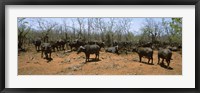 Herd of Cape buffaloes wait out in the minimal shade of thorn trees, Kruger National Park, South Africa Fine Art Print