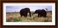 Two African elephants (Loxodonta Africana) socialize on the savannah plains, Kruger National Park, South Africa Fine Art Print
