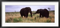 Two African elephants (Loxodonta Africana) socialize on the savannah plains, Kruger National Park, South Africa Fine Art Print