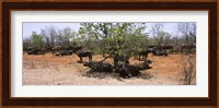 Cape buffaloes resting under thorn trees, Kruger National Park, South Africa Fine Art Print