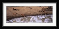 Impalas (Aepyceros Melampus) and a giraffe at a waterhole, Mkuze Game Reserve, Kwazulu-Natal, South Africa Fine Art Print