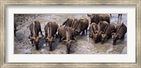 Herd of Blue wildebeests (Connochaetes taurinus) at a waterhole, Mkuze Game Reserve, Kwazulu-Natal, South Africa Fine Art Print