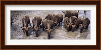 Herd of Blue wildebeests (Connochaetes taurinus) at a waterhole, Mkuze Game Reserve, Kwazulu-Natal, South Africa Fine Art Print
