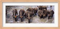 Herd of Blue wildebeests (Connochaetes taurinus) at a waterhole, Mkuze Game Reserve, Kwazulu-Natal, South Africa Fine Art Print
