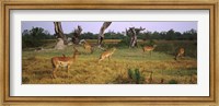 Herd of impalas (Aepyceros Melampus) grazing in a field, Moremi Wildlife Reserve, Botswana Fine Art Print
