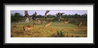 Herd of impalas (Aepyceros Melampus) grazing in a field, Moremi Wildlife Reserve, Botswana Fine Art Print
