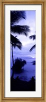 Palm trees on the coast, Colombia (purple and blue) Fine Art Print