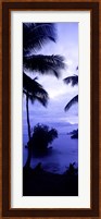 Palm trees on the coast, Colombia (purple and blue) Fine Art Print