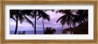 Palm trees on the coast, Colombia (purple sky with clouds) Fine Art Print