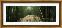 Bamboo Forest, Hana Coast, Maui, Hawaii Fine Art Print