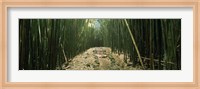 Bamboo Forest, Hana Coast, Maui, Hawaii Fine Art Print