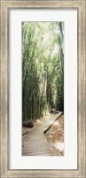 Trail in a bamboo forest, Hana Coast, Maui, Hawaii, USA Fine Art Print