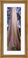 Rainbow eucalyptus (Eucalyptus deglupta) tree, Hana Highway, Maui, Hawaii, USA Fine Art Print