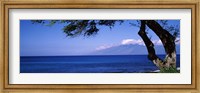 Tree at a coast, Kapalua, Molokai, Maui, Hawaii, USA Fine Art Print