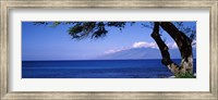 Tree at a coast, Kapalua, Molokai, Maui, Hawaii, USA Fine Art Print
