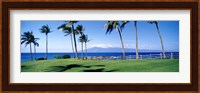 Palm trees at the coast, Ritz Carlton Hotel, Kapalua, Molokai, Maui, Hawaii, USA Fine Art Print