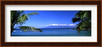 Palm trees on the beach, Kapalua Beach, Molokai, Maui, Hawaii, USA Fine Art Print