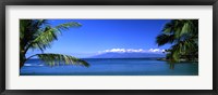Palm trees on the beach, Kapalua Beach, Molokai, Maui, Hawaii, USA Fine Art Print