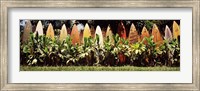 Surfboard fence in a garden, Maui, Hawaii, USA Fine Art Print