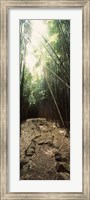 Stone path through a Bamboo forest, Oheo Gulch, Seven Sacred Pools, Hana, Maui, Hawaii, USA Fine Art Print