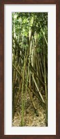 Bamboo stems, Oheo Gulch, Seven Sacred Pools, Hana, Maui, Hawaii, USA Fine Art Print