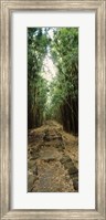 Opening to the sky in a Bamboo forest, Oheo Gulch, Seven Sacred Pools, Hana, Maui, Hawaii, USA Fine Art Print