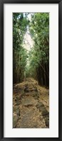 Opening to the sky in a Bamboo forest, Oheo Gulch, Seven Sacred Pools, Hana, Maui, Hawaii, USA Fine Art Print