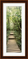 Stepped path surronded by Bamboo shoots, Oheo Gulch, Seven Sacred Pools, Hana, Maui, Hawaii, USA Fine Art Print