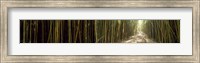 Sun shining through a bamboo forest, Oheo Gulch, Seven Sacred Pools, Hana, Maui, Hawaii, USA Fine Art Print
