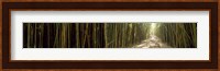 Sun shining through a bamboo forest, Oheo Gulch, Seven Sacred Pools, Hana, Maui, Hawaii, USA Fine Art Print