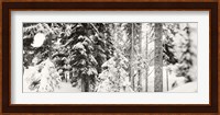Snow covered evergreen trees at Stevens Pass, Washington State (black and white) Fine Art Print