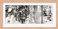 Snow covered evergreen trees at Stevens Pass, Washington State (black and white) Fine Art Print