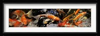 Koi carp Fine Art Print