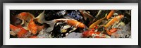 Koi carp Fine Art Print