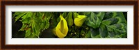 Leaves and yellow flowers Fine Art Print