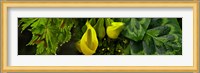 Leaves and yellow flowers Fine Art Print