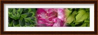 Leaves and pink flowers Fine Art Print