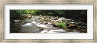 River flowing through a forest, Little Pigeon River, Great Smoky Mountains National Park, Tennessee, USA Fine Art Print