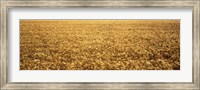 Panorama of amber waves of grain, wheat field in Provence-Alpes-Cote D'Azur, France Fine Art Print
