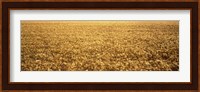 Panorama of amber waves of grain, wheat field in Provence-Alpes-Cote D'Azur, France Fine Art Print