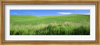 Rolling green hill, Palouse, Whitman County, Washington State, USA Fine Art Print