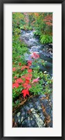 River flowing through a forest, Black River, Upper Peninsula, Michigan (vertical) Fine Art Print