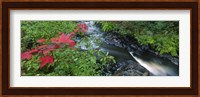 River flowing through a forest, Black River, Upper Peninsula, Michigan (horizontal) Fine Art Print