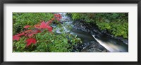 River flowing through a forest, Black River, Upper Peninsula, Michigan (horizontal) Fine Art Print