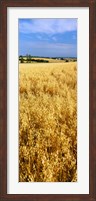 Wheat crop in a field, Willamette Valley, Oregon, USA Fine Art Print