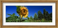 Close up of a sunflower in a field, Hood River, Oregon Fine Art Print