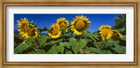 Panache Starburst sunflowers in a field, Hood River, Oregon Fine Art Print