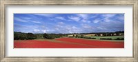 Poppy field in bloom, Worcestershire, West Midlands, England Fine Art Print