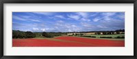 Poppy field in bloom, Worcestershire, West Midlands, England Fine Art Print
